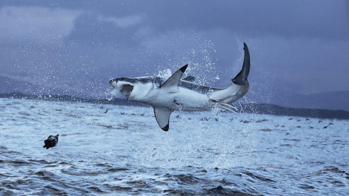 Bull Shark Vs Great White Speed Size Who Would Win In A Fight