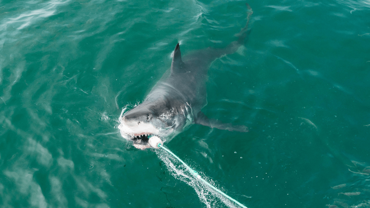 A Guide To The Biggest Great White Shark Known To Man - Great White Shark
