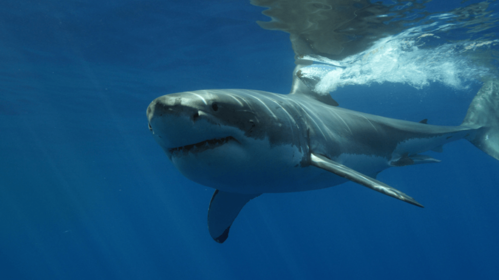 Great White Shark pictures