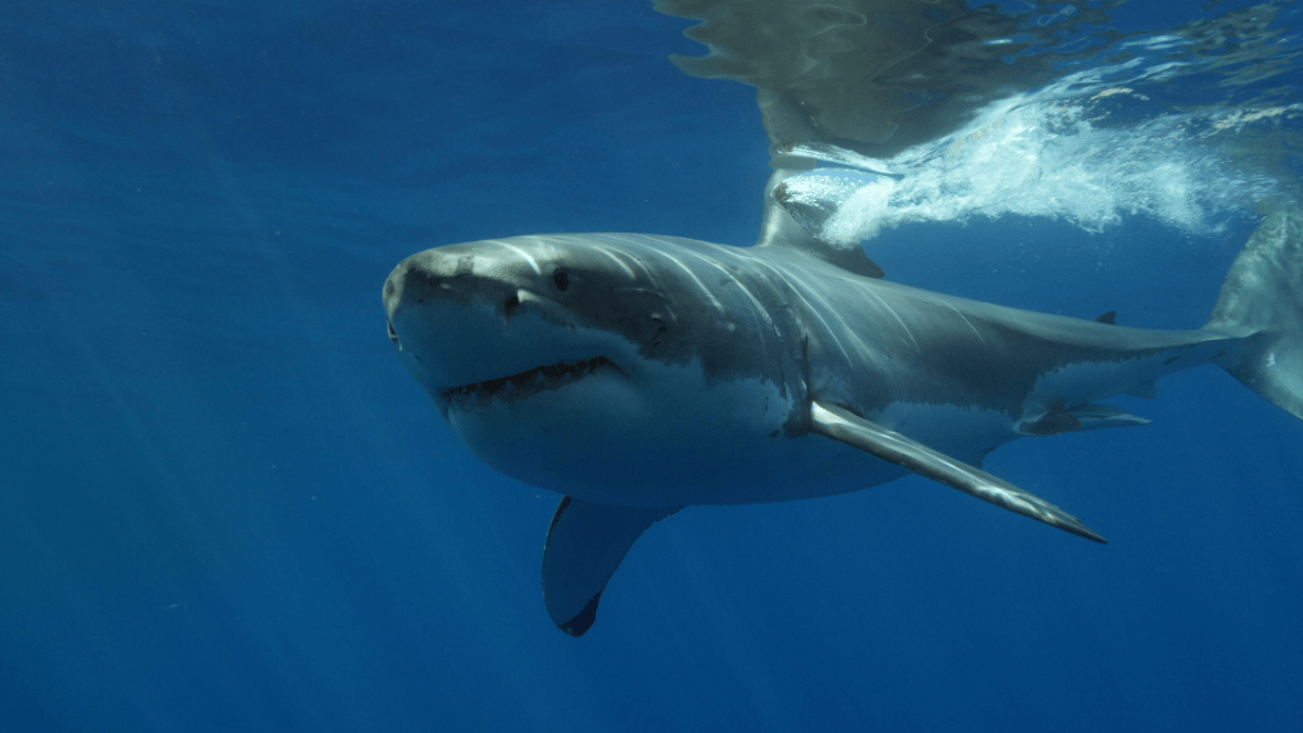 5 Epic Great White Shark Pictures You Can Use For Free! - Great White Shark