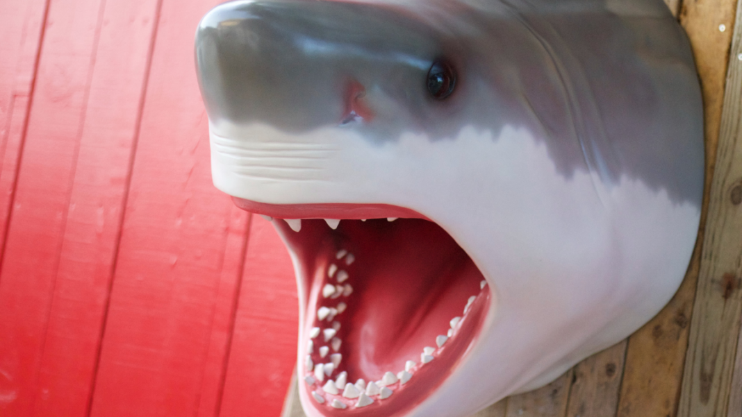 Great White Shark Teeth Facts 5 MindBlowing Things To Know! Great
