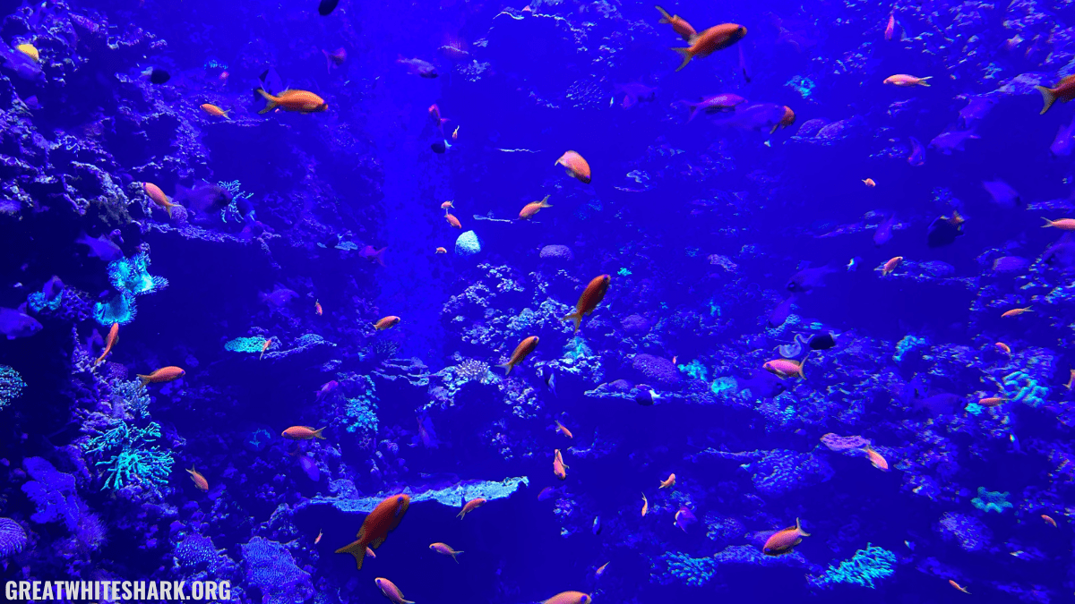 What Do Sharks Eat? 5 Vital Parts Of A Great White Shark’s Diet